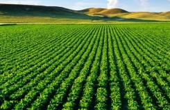 Secretário do Ministério da Agricultura destaca papel dos Cartórios no Agronegócio